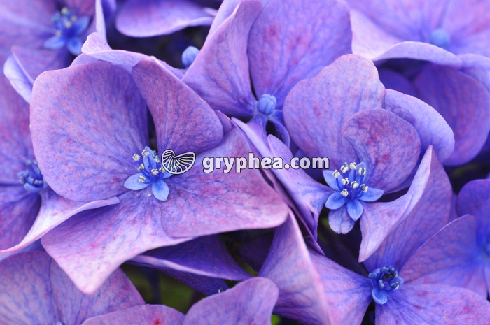 Hortensias - fleurs - gryphea.com